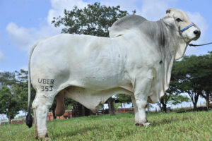 Mr UBER Atina 353