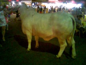 FFJF 28 Lindinha
