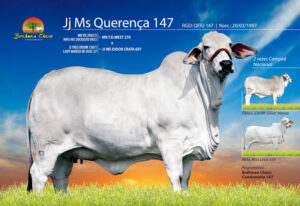 JJ Ms Querenca 147
