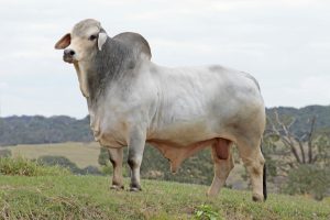 Mr UBER Fazu - 1143