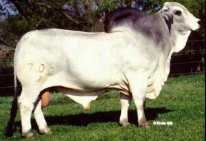 Mr V8 700.3